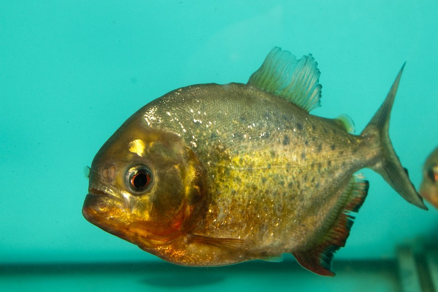 Piranha Fish (Pygocentrus nattereri) in Aquarium